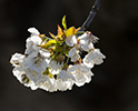 Orchard Blossom 32